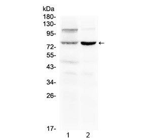 DVL2 / Dishevelled 2 Antibody