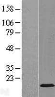 GEMIN7 Protein (Over-Expression Lysate Myc-DDK (Flag))