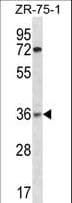 Polyclonal Rabbit anti-Human XRCC2 Antibody (aa1-30, WB)