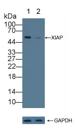 XIAP Antibody (aa1-497)