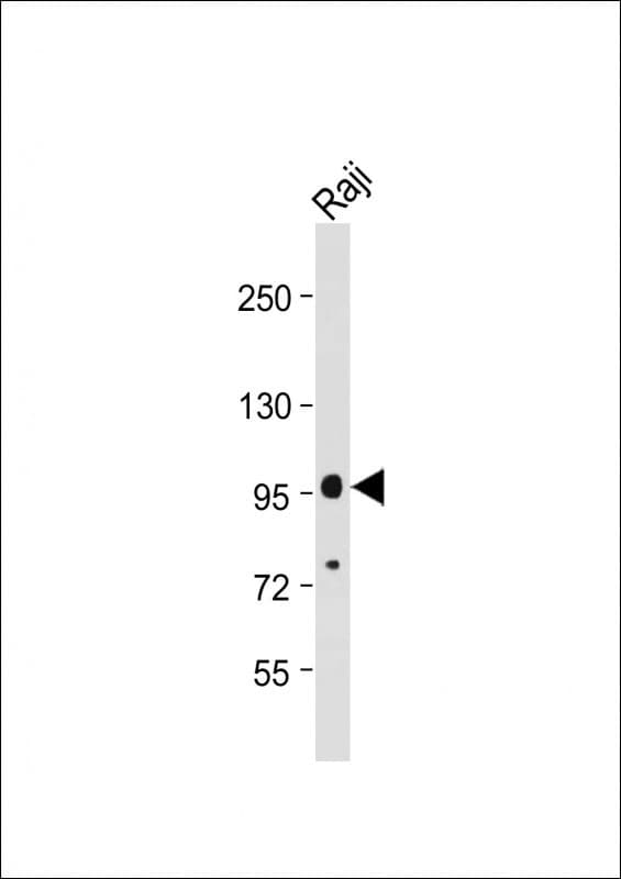 Polyclonal Rabbit anti-Human MAP4K1 / HPK1 Antibody (WB)