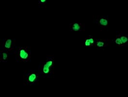 PPARA / PPAR Alpha Antibody (aa145-420, clone OTI2G6)