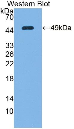 DDIT3 / CHOP Antibody (aa1-168, Biotin)