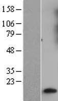 GNG10 Protein (Over-Expression Lysate Myc-DDK (Flag))