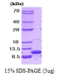 Human VAMP3 / VAMP-3 Protein (Recombinant)