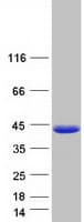 Human FAM45A Protein (Recombinant Myc-DDK (Flag))