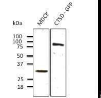 Polyclonal Goat anti-Human CTSD / Cathepsin D Antibody (C-Terminus, IHC, IF, WB)