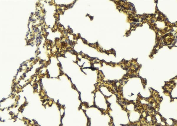LAMP2 / CD107b Antibody