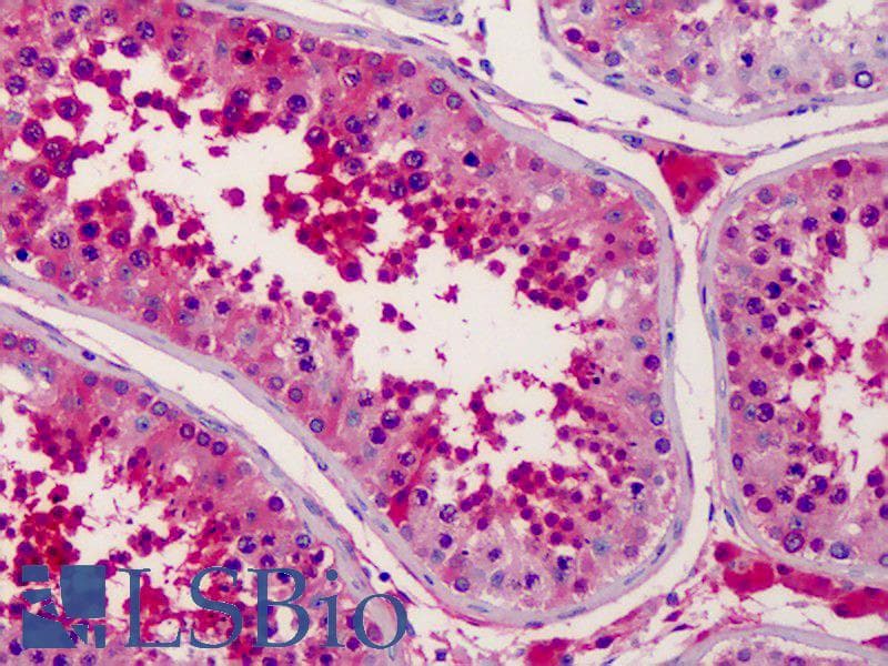 IHC-plus™ A1BG Antibody (clone 4B5)