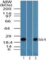 IHC-plus™ SDC4 / Syndecan 4 Antibody (aa1-50)