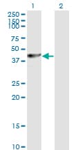 PA2G4 / EBP1 Antibody (clone 2A5)