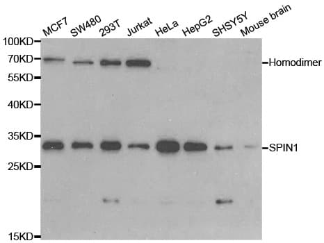 SPIN / SPIN1 Antibody