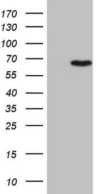 CCDC36 Antibody (clone OTI5E11, Carrier-free)