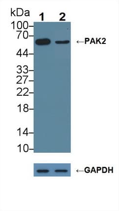 PAK2 Antibody (aa177-419)