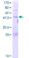 Human PACRGL Protein (Recombinant GST)