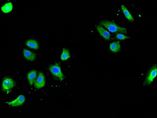 Polyclonal Rabbit anti-Human GOLGA3 Antibody (IHC, IF)