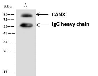 Polyclonal Rabbit anti-Human CANX / Calnexin Antibody (Preservative Free, WB)