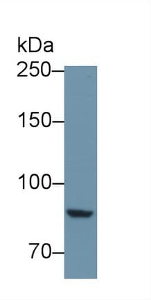 PTPRS Antibody (aa889-1102)