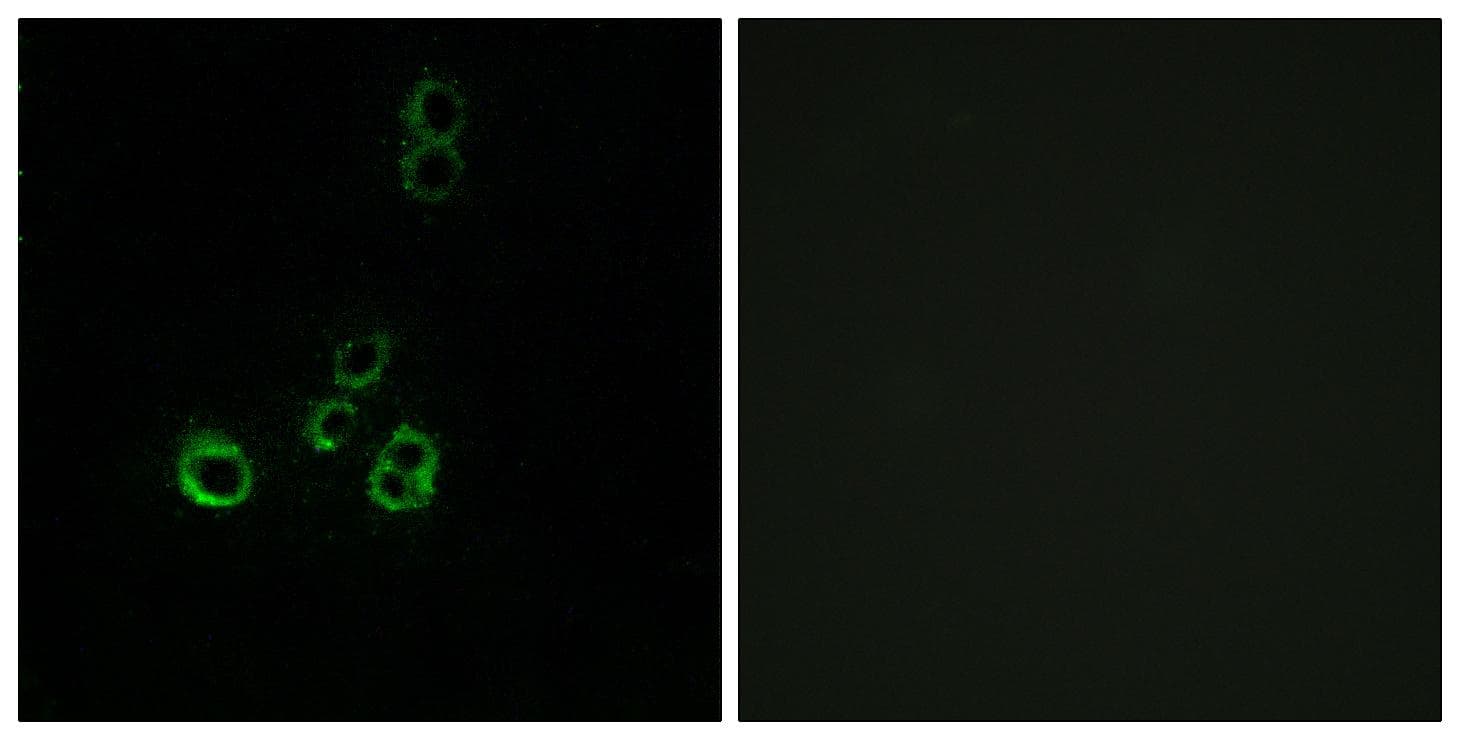 Polyclonal Rabbit anti-Human OR51F2 Antibody (IF, WB)