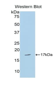 CPLX2 / Complexin 2 Antibody (aa1-134)