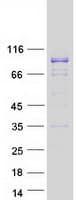 Human DNAJC14 Protein (Recombinant Myc-DDK (Flag))