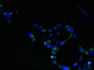 IHC-plus™ Polyclonal Rabbit anti-Human HM13 / IMP-1 / SPP Antibody (IHC, WB)