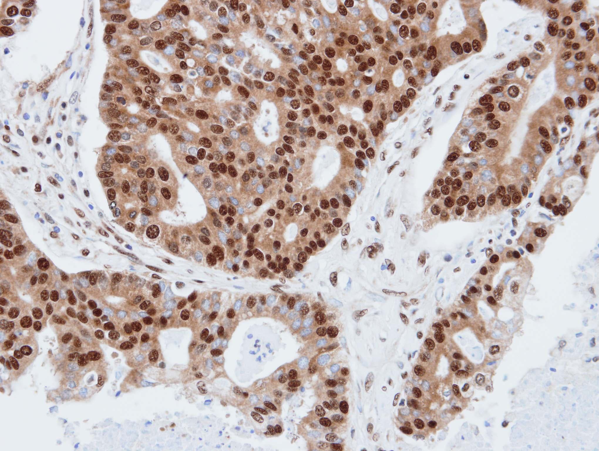 PDE4C Antibody (aa325-667)