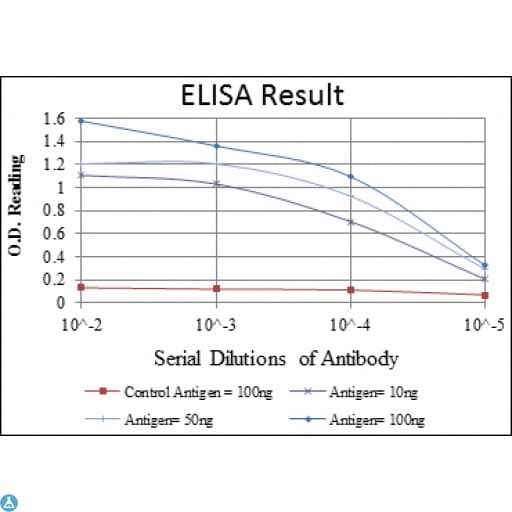 PKN2 Antibody