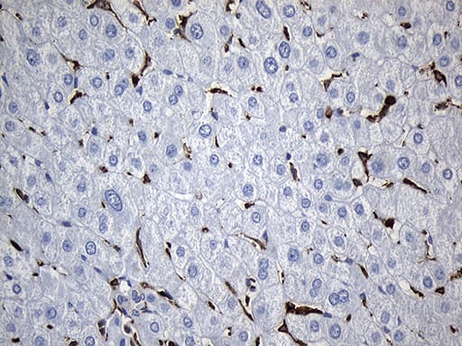 SH3BP1 Antibody (clone OTI1C9, Carrier-free)