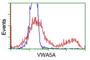 VWA5A Antibody (clone OTI3B4)