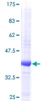 Human NRN1 / Neuritin Protein (Recombinant GST)