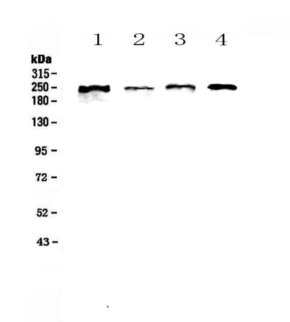 SCRIB / Scribble Antibody