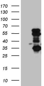 SLC2A4RG / GEF Antibody (aa1-259, clone OTI8A3, Carrier-free)