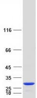 Human C1orf50 Protein (Recombinant Myc-DDK (Flag))