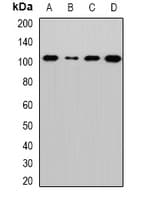 EXOC2 / SEC5 Antibody