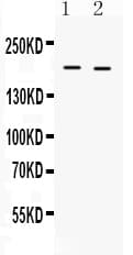 COL1A1 / Collagen I Alpha 1 Antibody (aa1185-1207)