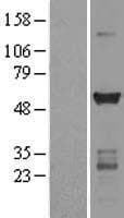 CAMK2G / CaMK II Gamma Protein (Over-Expression Lysate Myc-DDK (Flag))