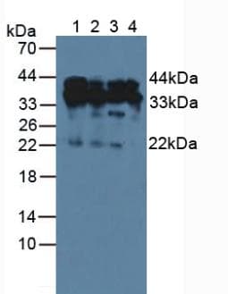 HDGF Antibody (aa10-240)
