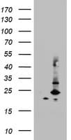 MRPS11 Antibody (clone OTI2E6)