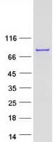 Human SUGP1 / SF4 Protein (Recombinant Myc-DDK (Flag))