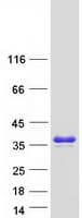 Human PLEKHB1 Protein (Recombinant Myc-DDK (Flag))
