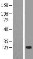 NDUFB10 Protein (Over-Expression Lysate Myc-DDK (Flag))