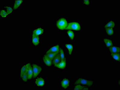 Polyclonal Rabbit anti-Human ISGF3 / IRF9 Antibody (WB)