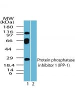 IHC-plus™ PPP1R1A / IPP1 Antibody (aa50-100)