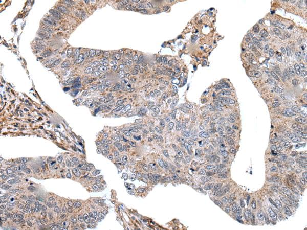 USP37 Antibody