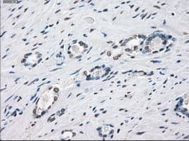 XRCC4 Antibody (clone OTI4H9)