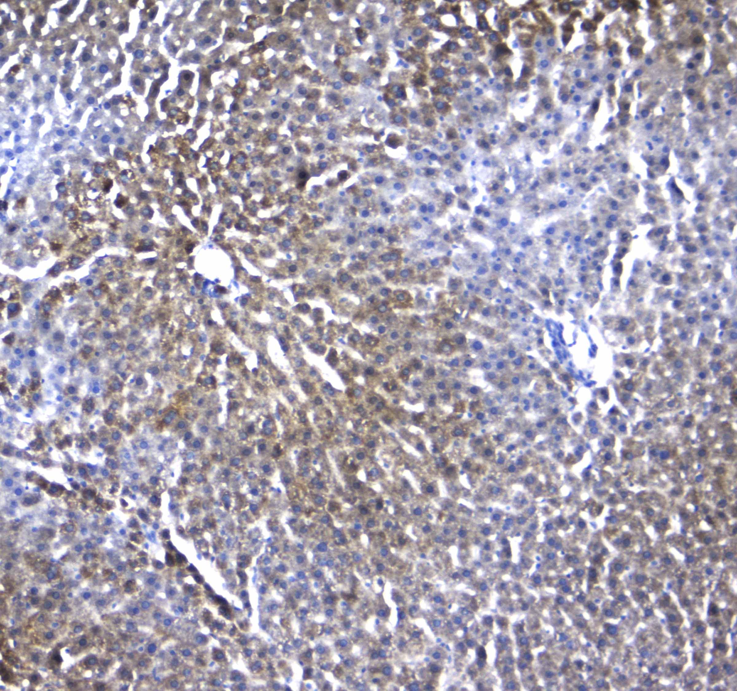 Polyclonal Rabbit anti-Human RGN / Regucalcin Antibody (IHC, WB)