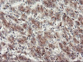 GCP60 / ACBD3 Antibody (clone OTI5F9)