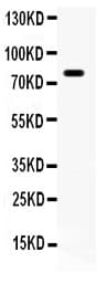APBB1 / FE65 Antibody (aa295-613)