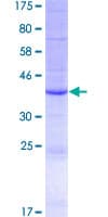 Human PLA2G2E Protein (Recombinant GST)